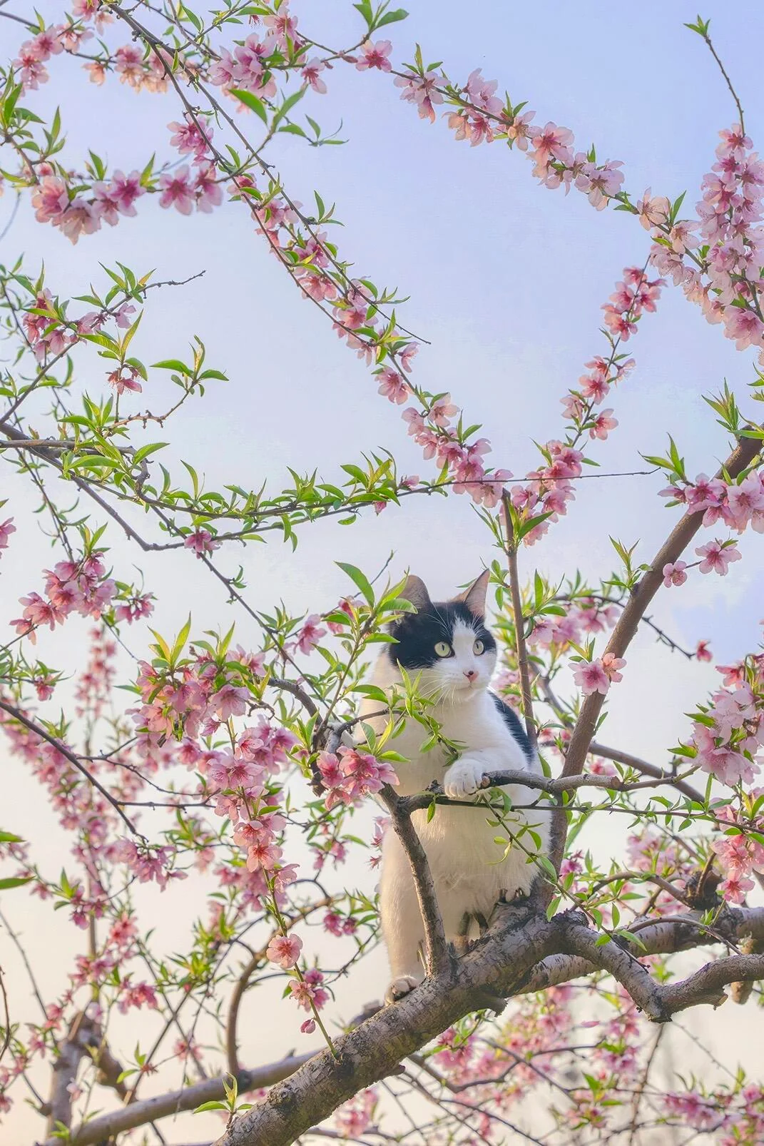 kitty